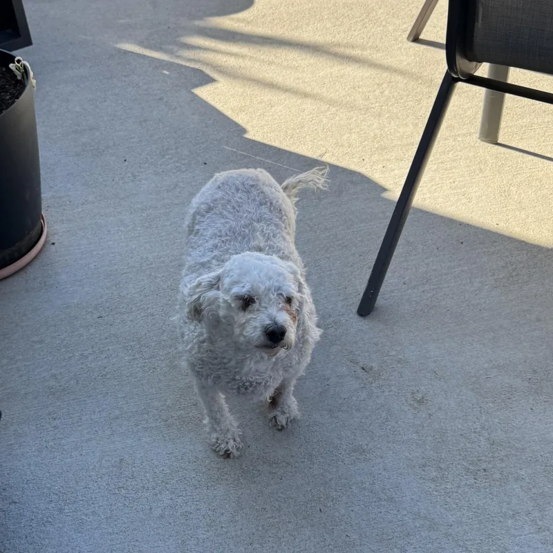 An adult small-sized female White / Cream Miniature Poodle dog named Princess Buttercup for adoption in Estes Park, CO