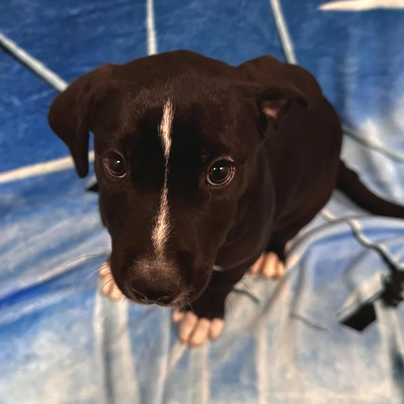 A baby medium-sized female Black Mixed Breed dog named Sally Mae for adoption in Washington Township, OH
