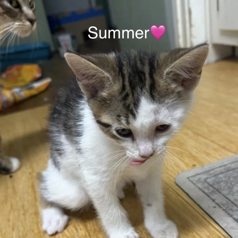 A baby small-sized female Brown / Chocolate Domestic Short Hair cat named Summer for adoption in Peachtree City, GA