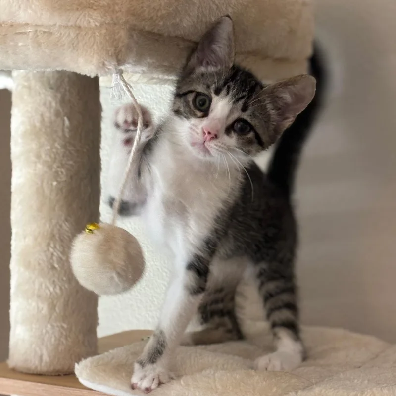 A baby medium-sized female Tabby (Brown / Chocolate) Tabby cat named Hunter for adoption in San Juan Capistrano, CA