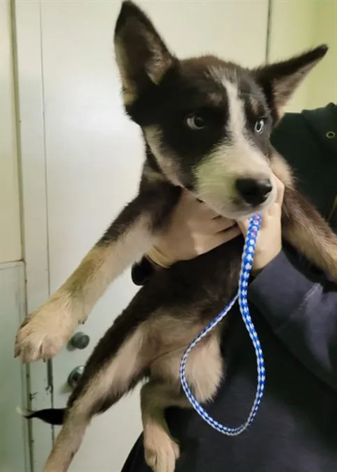 A young small-sized female Husky dog named Penelope for adoption in Chatsworth, CA