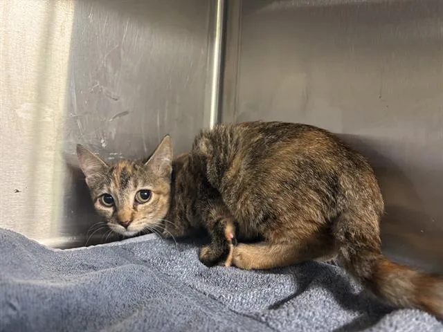 A baby small-sized female Domestic Short Hair cat named Dixie for adoption in Grand Prairie, TX