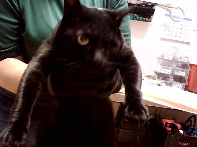 An adult small-sized male Domestic Short Hair cat named Fritz for adoption in Martinez, CA