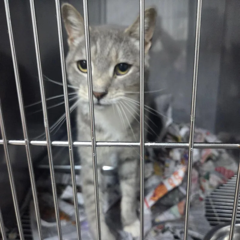 An adult medium-sized male Gray / Blue / Silver Domestic Short Hair cat named Bernie for adoption in Marble, NC
