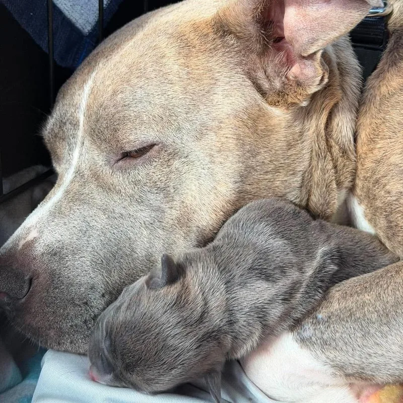 An adult medium-sized female Brindle Pit Bull Terrier dog named Sequoia for adoption in Brainerd, MN