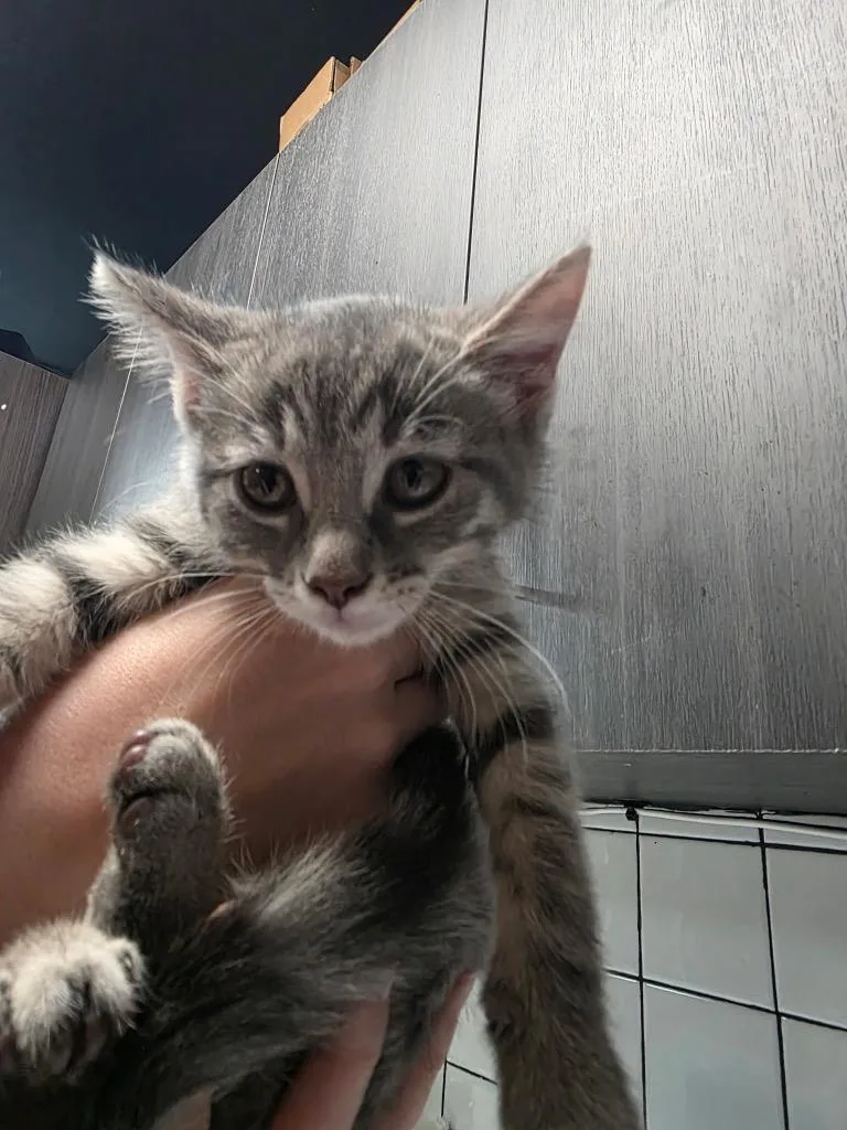A baby medium-sized female Domestic Short Hair cat named Mary Ann for adoption in Huntington, IN
