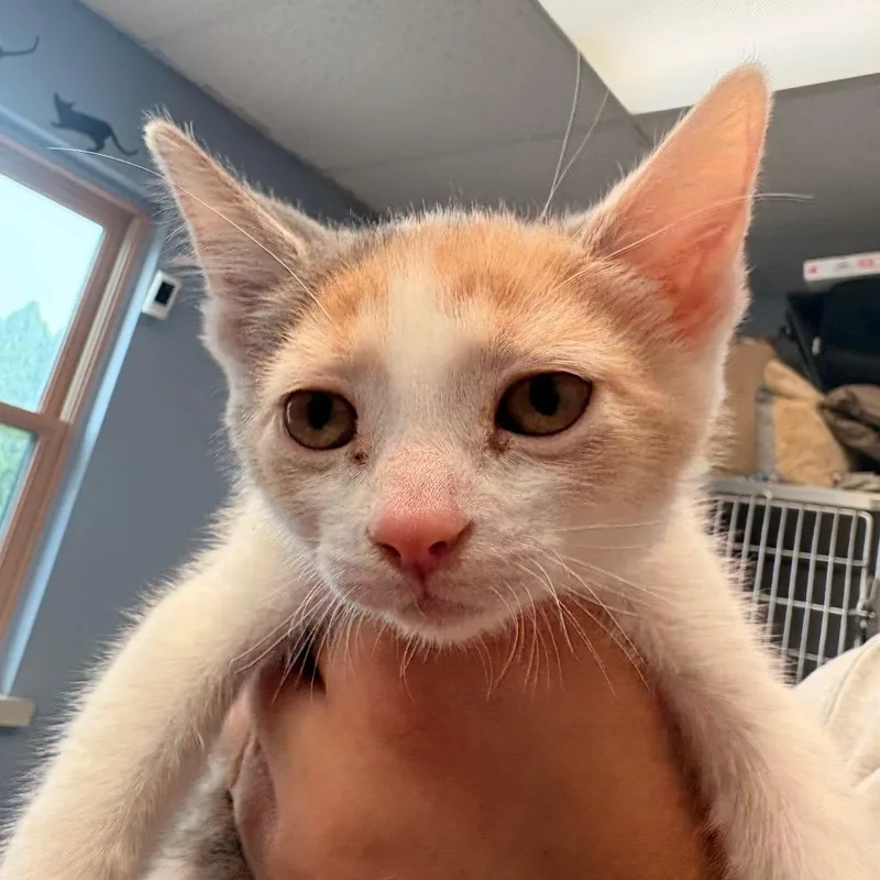 A baby small-sized female Gray / Blue / Silver Domestic Short Hair cat named Moana for adoption in Easton, PA