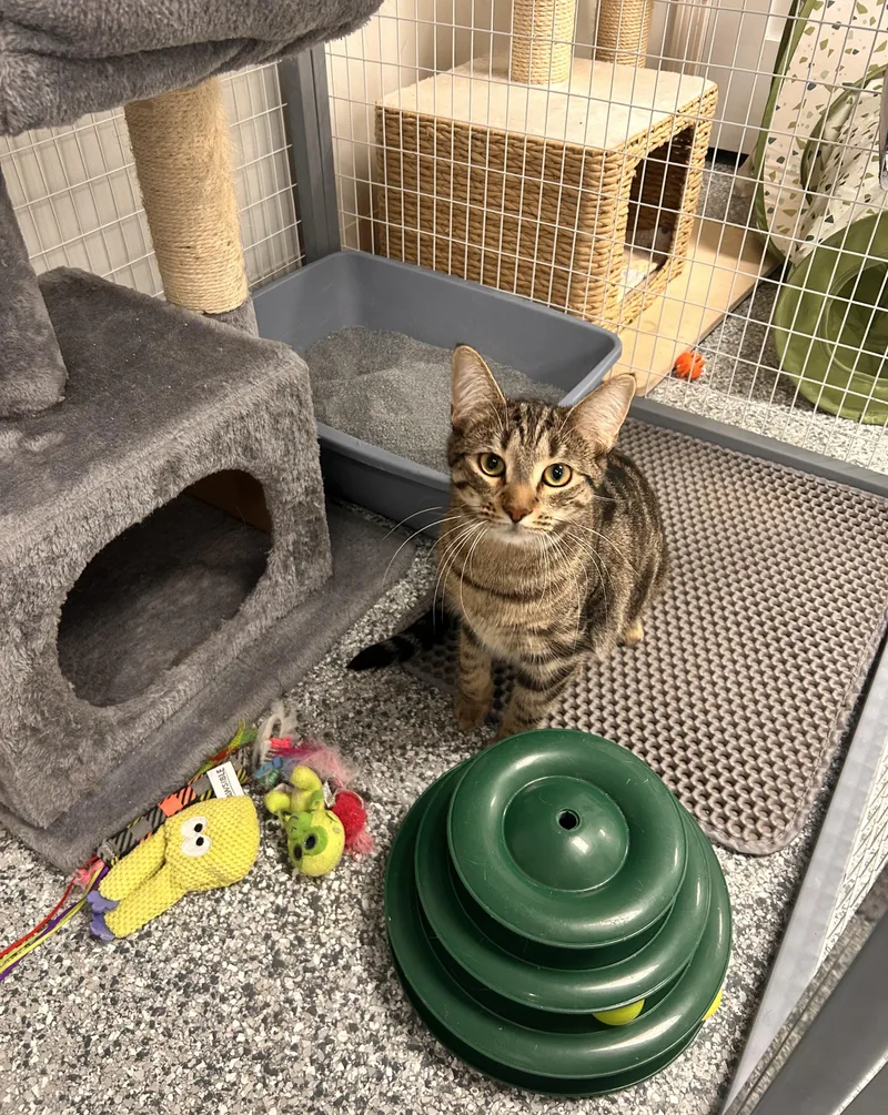 Fanny Pack thumbnail 2