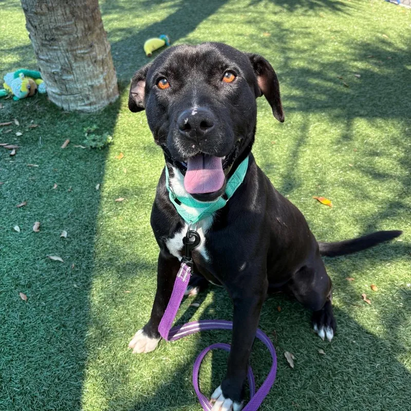 An adult medium-sized male Black Mixed Breed dog named Nacho for adoption in Naples, FL