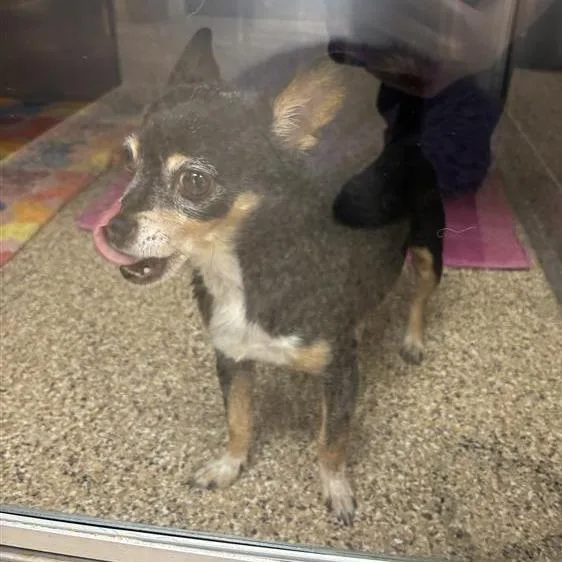 An adult small-sized male Chihuahua dog named Paco for adoption in Tempe, AZ