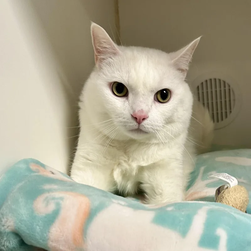 An adult medium-sized male Domestic Short Hair cat named Bayo for adoption in Reisterstown, MD