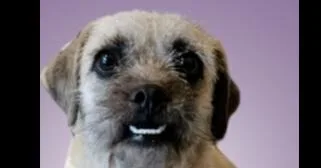 A young small-sized female Border Terrier dog named Lainey for adoption in Dallas, TX