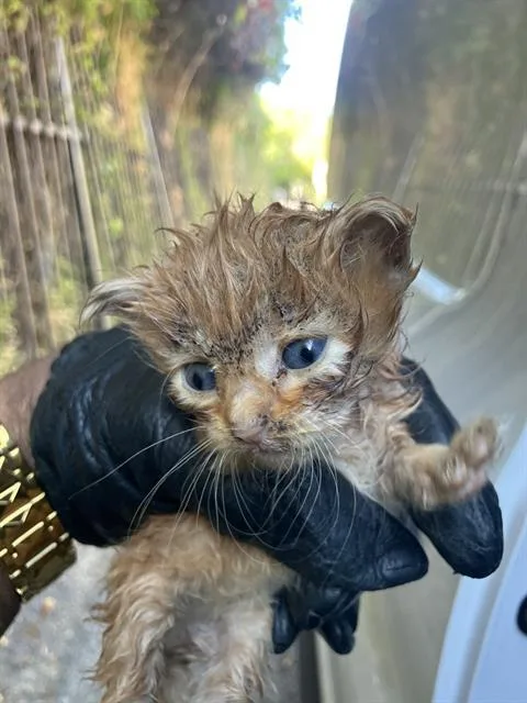 A baby small-sized female Domestic Short Hair cat named Drake for adoption in Dallas, TX