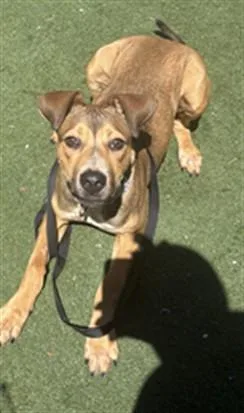 A young medium-sized male German Shepherd Dog dog named Pedro for adoption in Texas City, TX