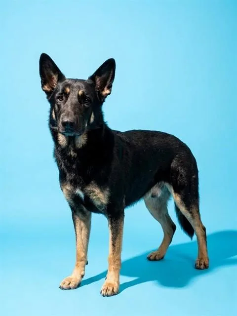 An adult large-sized male Mixed Breed dog named Raphael for adoption in Jacksonville, FL