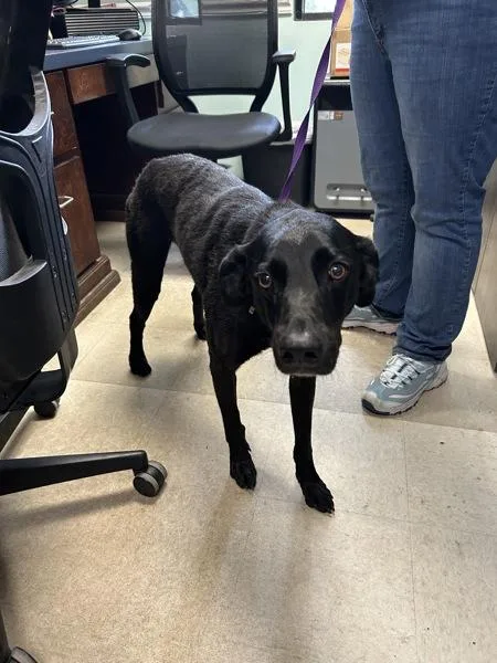 An adult medium-sized male Labrador Retriever dog named Dante for adoption in Mobile, AL