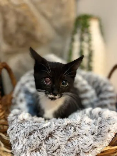 A baby small-sized female Black Domestic Short Hair cat named Acadia for adoption in Raleigh, NC