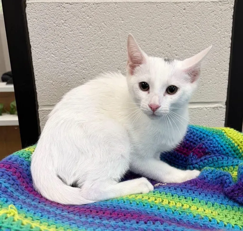 A baby large-sized male Domestic Short Hair cat named Diego for adoption in Dalton, GA