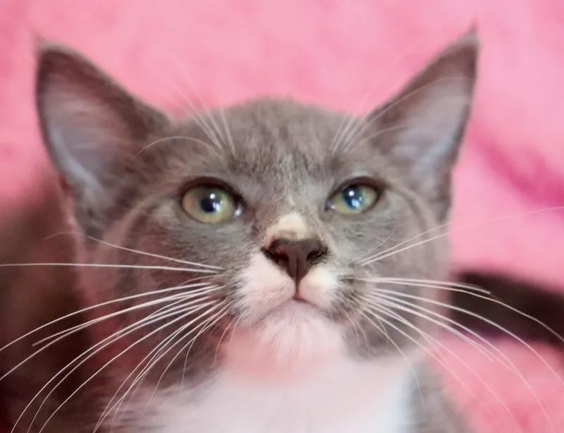 A baby medium-sized female Gray & White Tuxedo cat named Moonlight for adoption in Saint Augustine, FL
