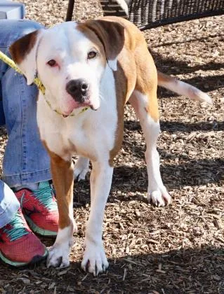 A young medium-sized female Boxer dog named Maggie for adoption in Seneca, SC