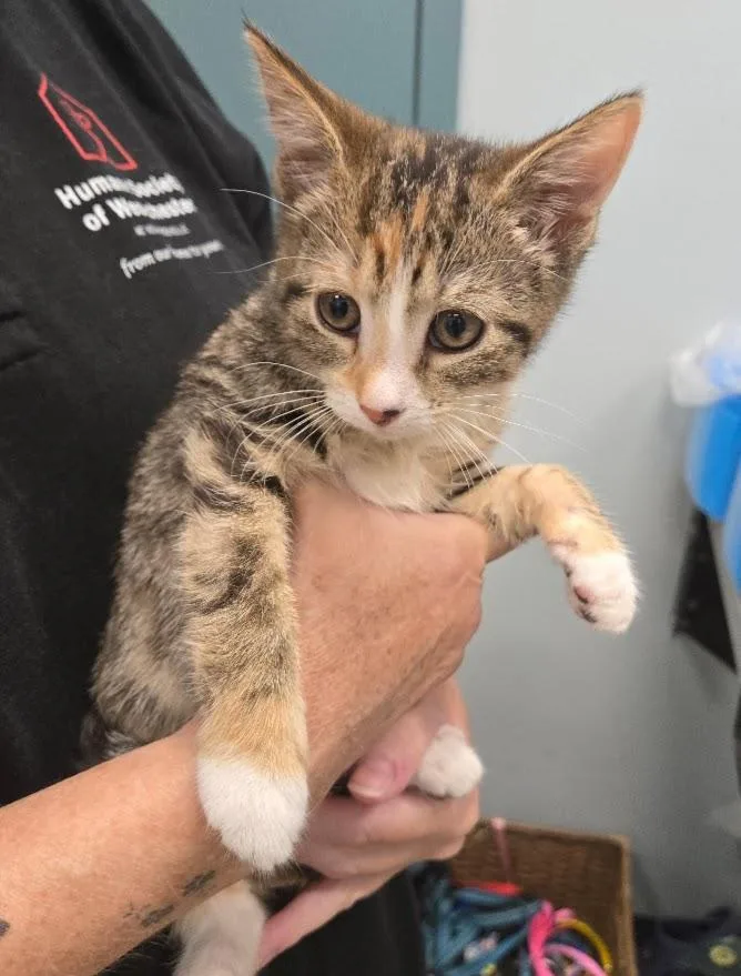 A baby small-sized female Torbie cat named Sunshine for adoption in New Rochelle, NY