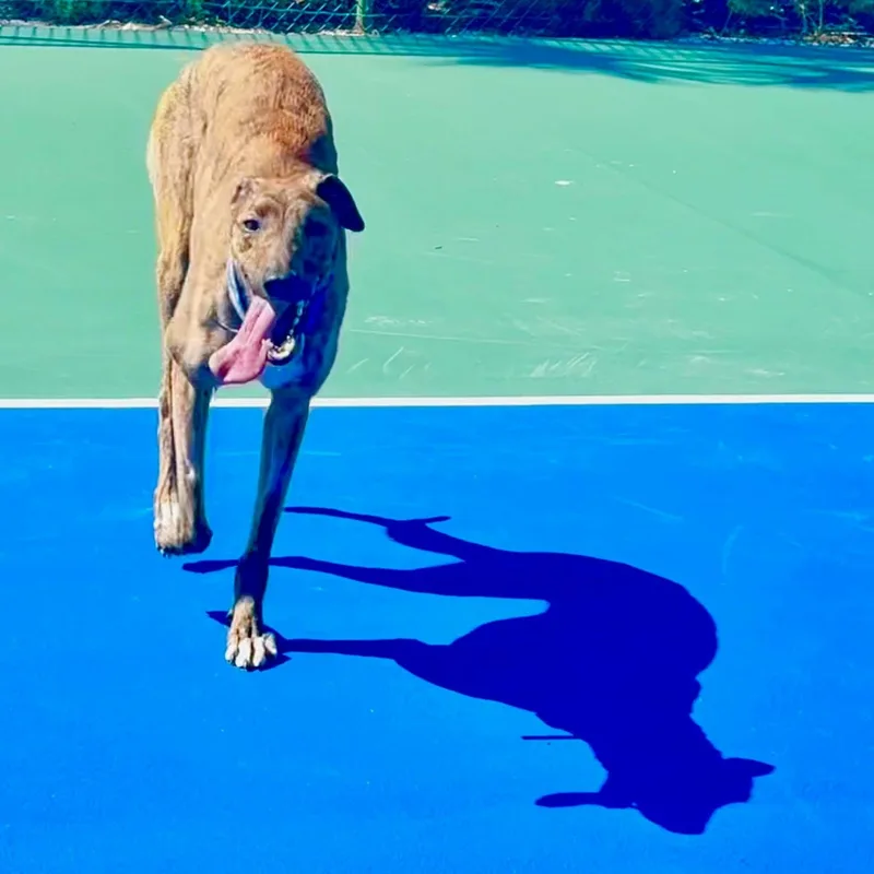 An adult large-sized male Brindle Greyhound dog named Alohas Rock for adoption in North Port, FL