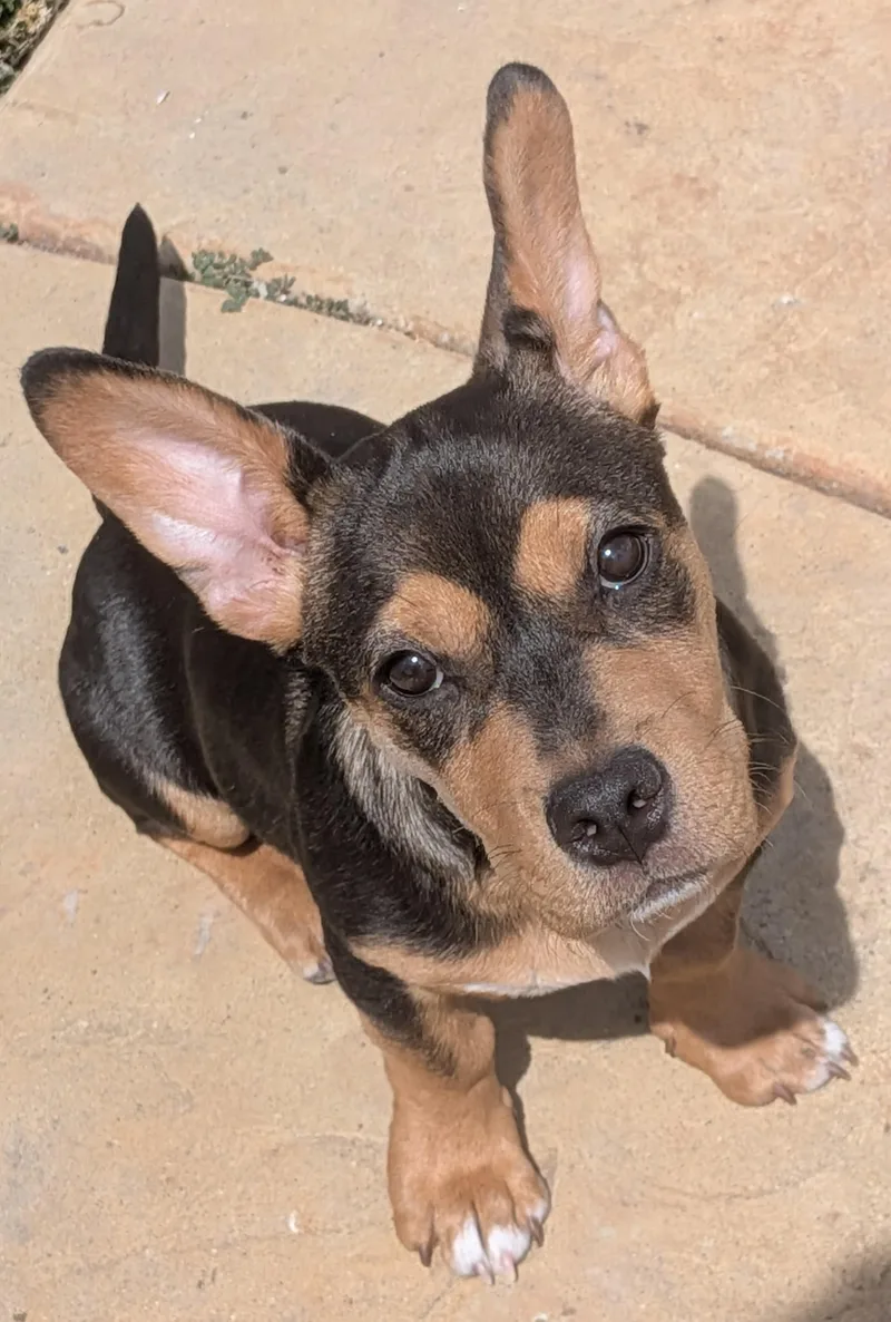 A baby small-sized male German Shepherd Dog dog named Ryder for adoption in Tucson, AZ