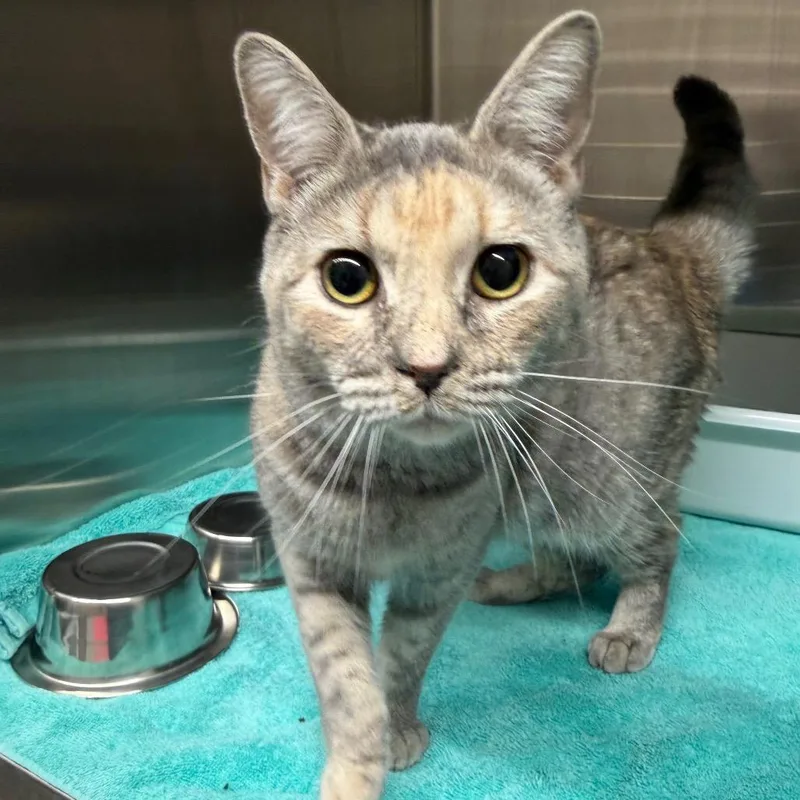 An adult medium-sized female Calico Domestic Short Hair cat named Crystal for adoption in Morganton, NC