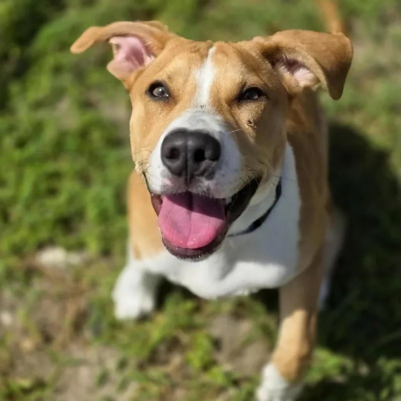 A baby medium-sized male Yellow / Tan / Blond / Fawn Mixed Breed dog named Bruno for adoption in Jacksonville, FL