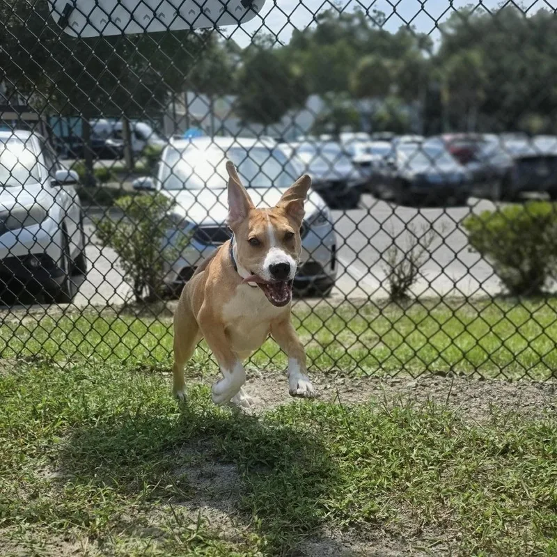 Bruno thumbnail 3