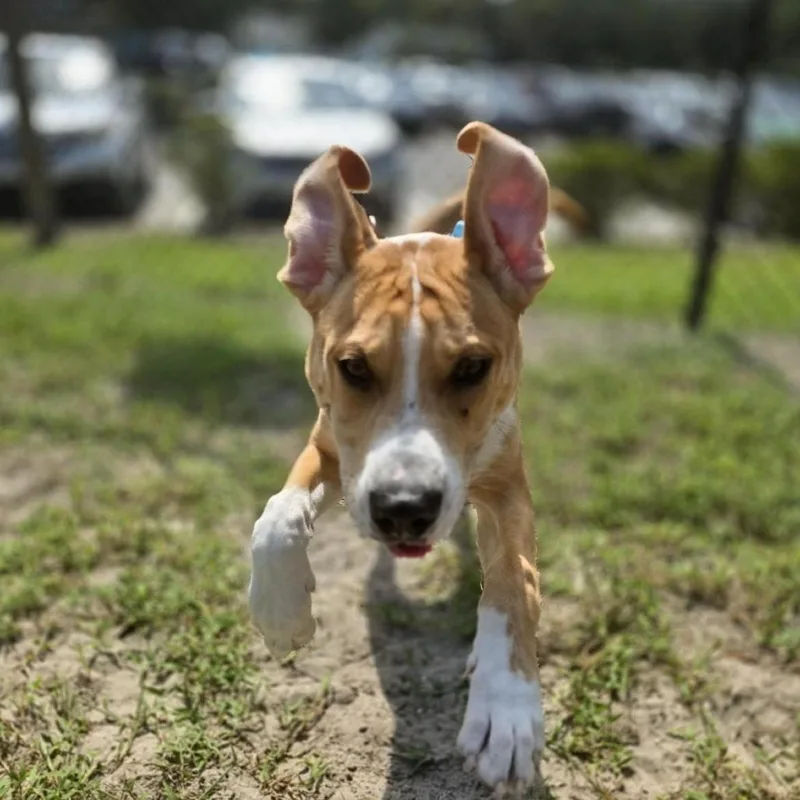 Bruno thumbnail 4