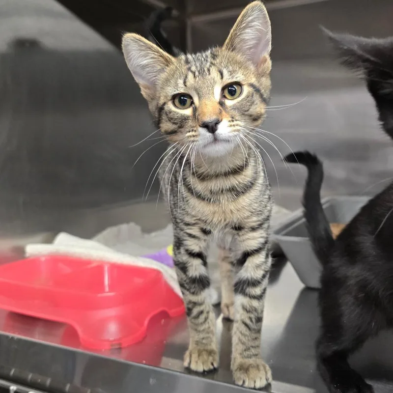 A baby small-sized male Brown / Chocolate Domestic Short Hair cat named Ned for adoption in Spokane, WA