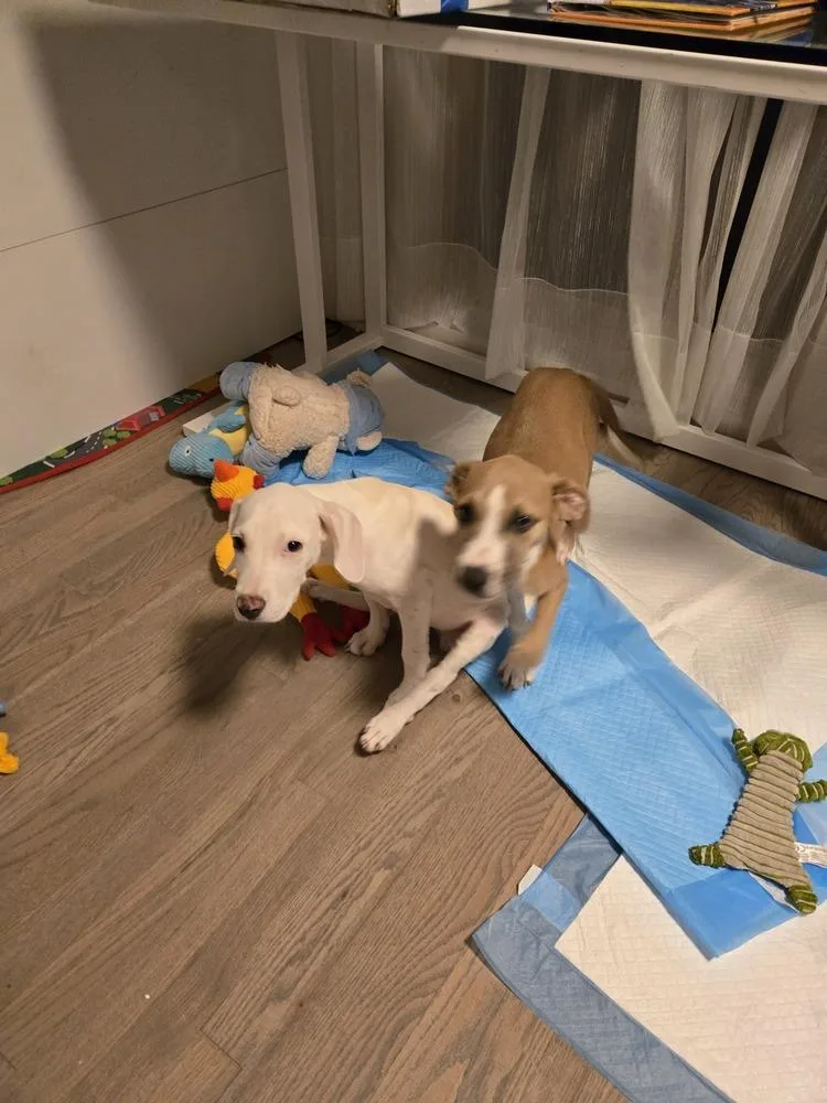 A baby medium-sized female Pit Bull Terrier dog named Jubilee for adoption in Thornton, CO