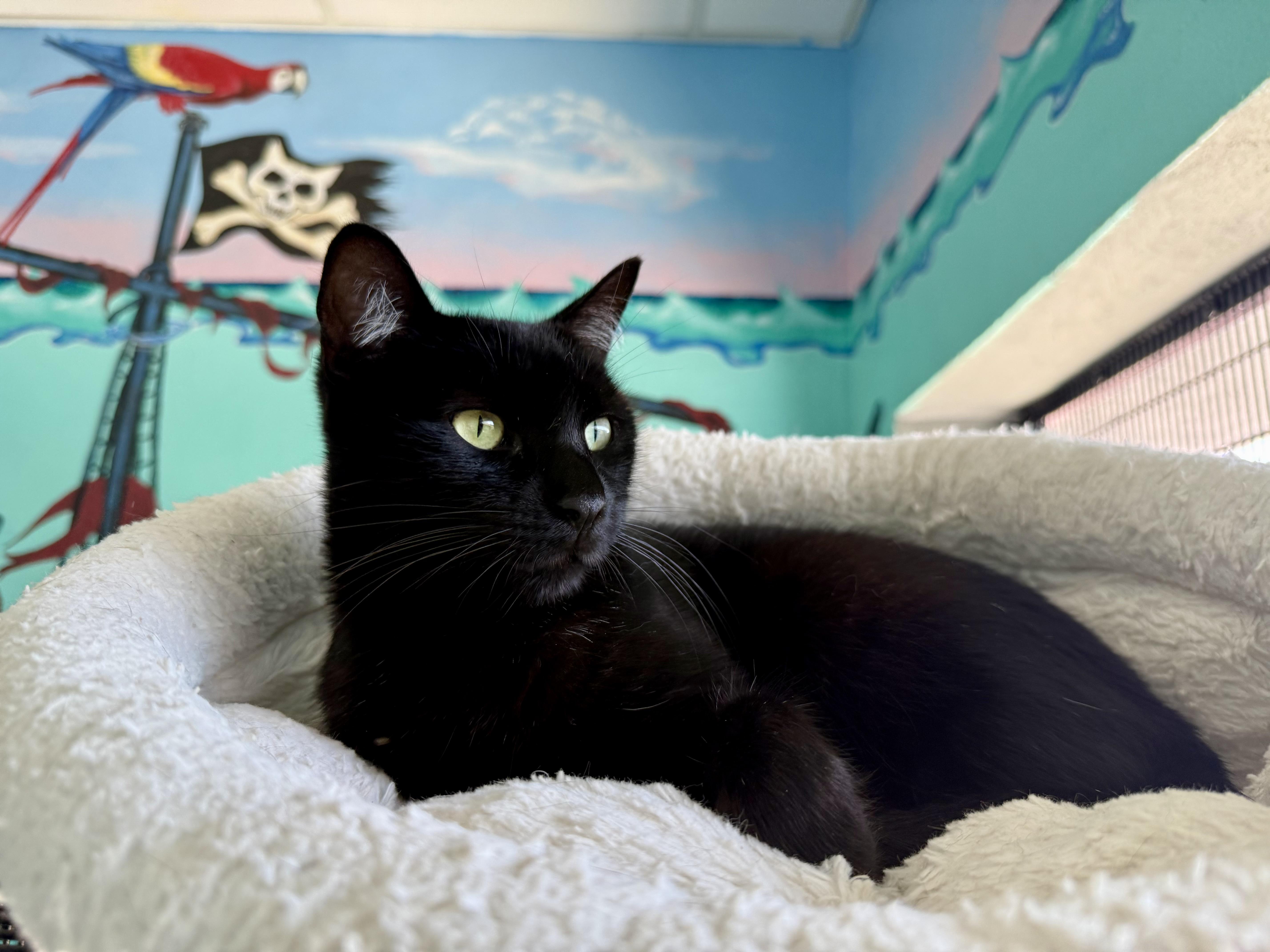 A young medium-sized male Domestic Short Hair cat named Koala for adoption in Newport Beach, CA
