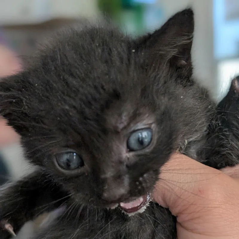 A baby small-sized male Black Domestic Short Hair cat named Popcorn for adoption in Chapel Hill, NC