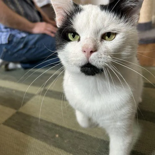 An adult medium-sized male White Domestic Short Hair cat named Freckles for adoption in Seven Valleys, PA