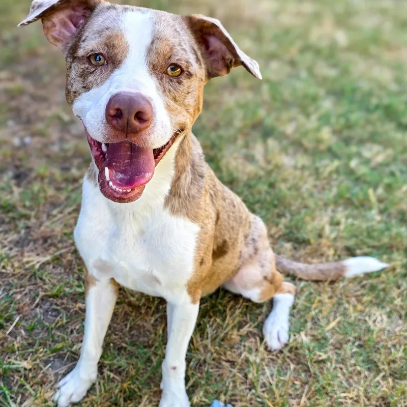A young medium-sized male Catahoula Leopard Dog dog named Toad for adoption in Gainesville, TX