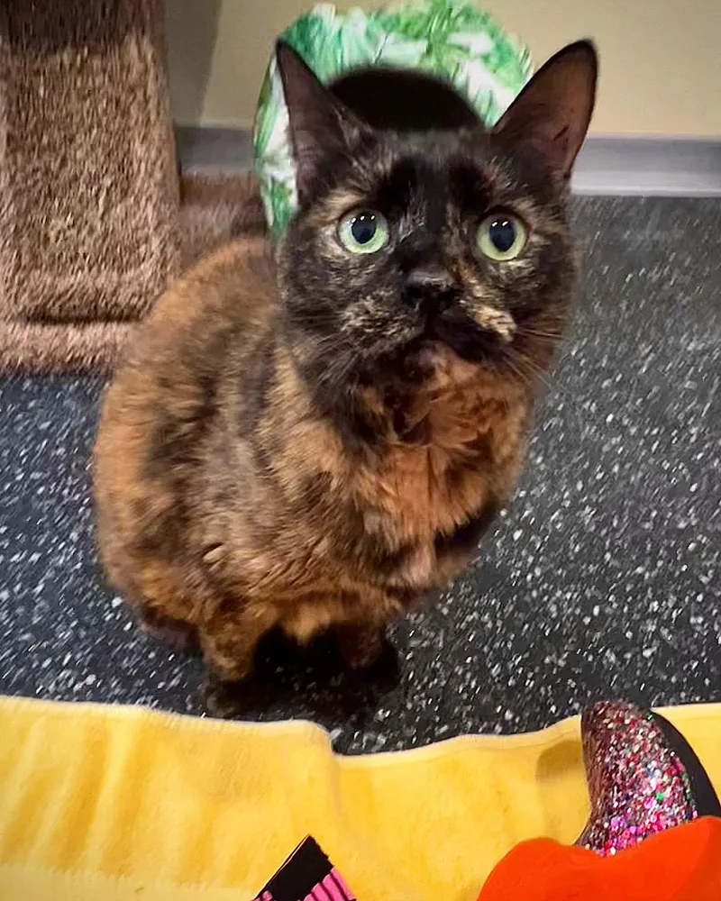 An adult medium-sized female Tortoiseshell Domestic Short Hair cat named Ladybug for adoption in Waltham, MA