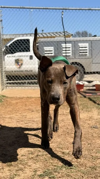 An adult large-sized male Mixed Breed dog named Bear for adoption in Balch Springs, TX
