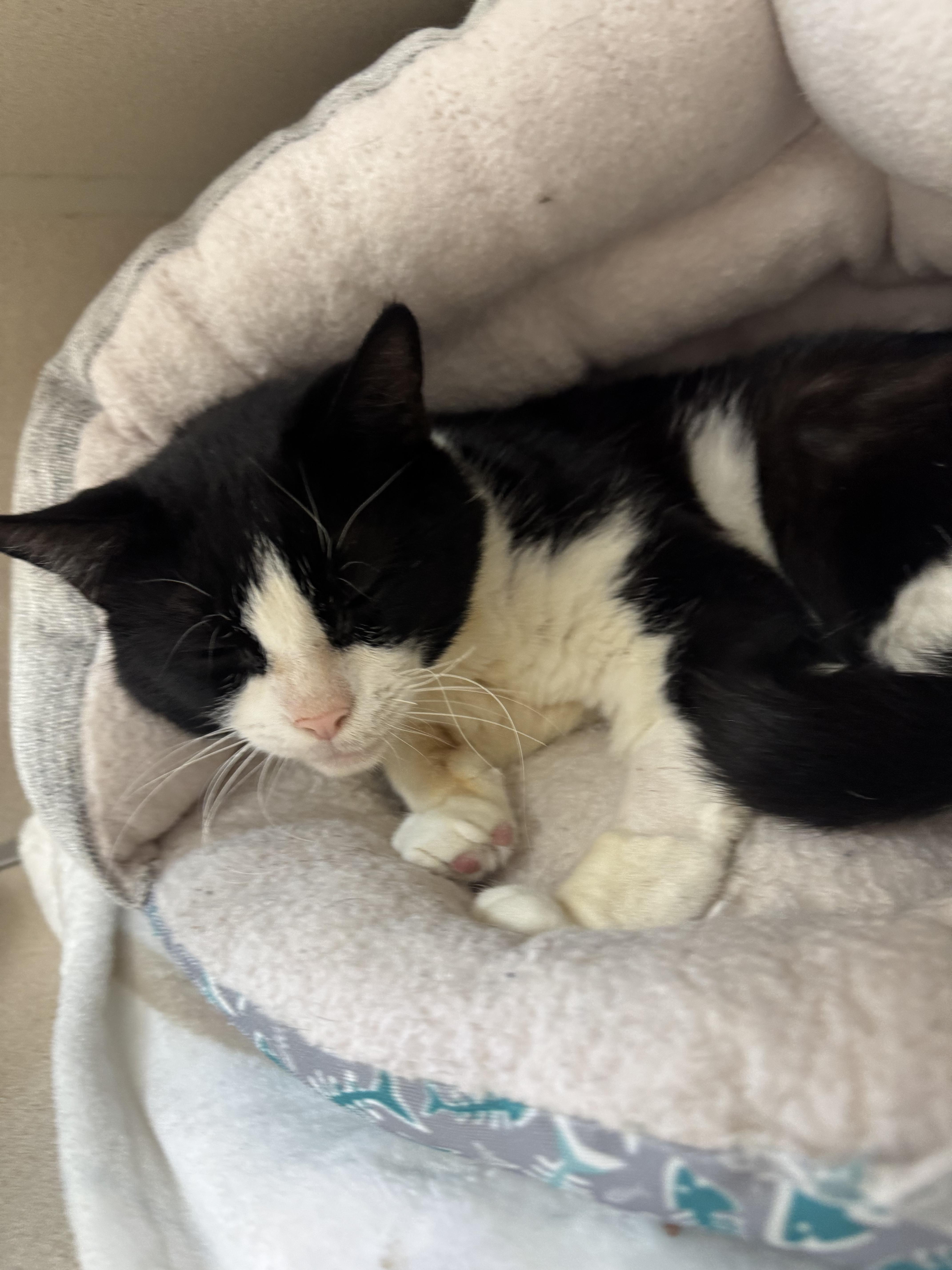 An adult medium-sized male Black & White / Tuxedo Domestic Short Hair cat named Maximus Decimus Meridius for adoption in Salem, NH