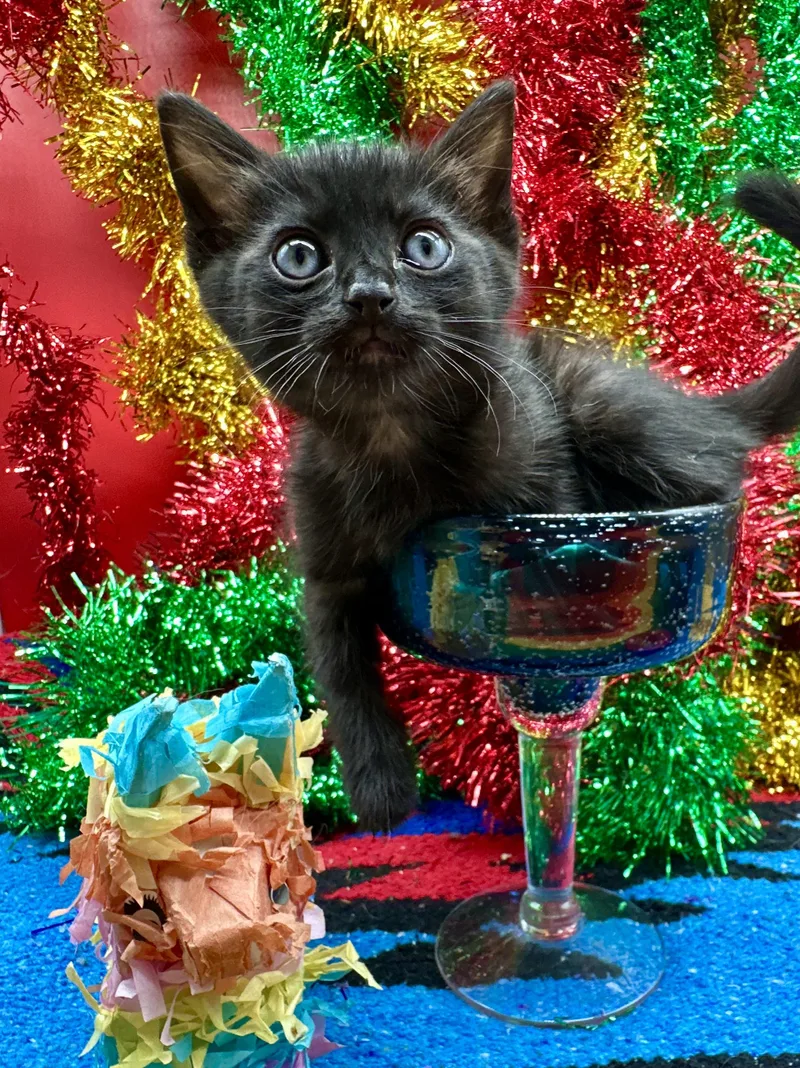 A baby medium-sized male Black Domestic Short Hair cat named Kona for adoption in HUNTINGTON BEACH, CA