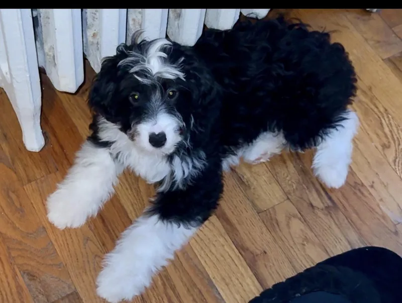 Baxter