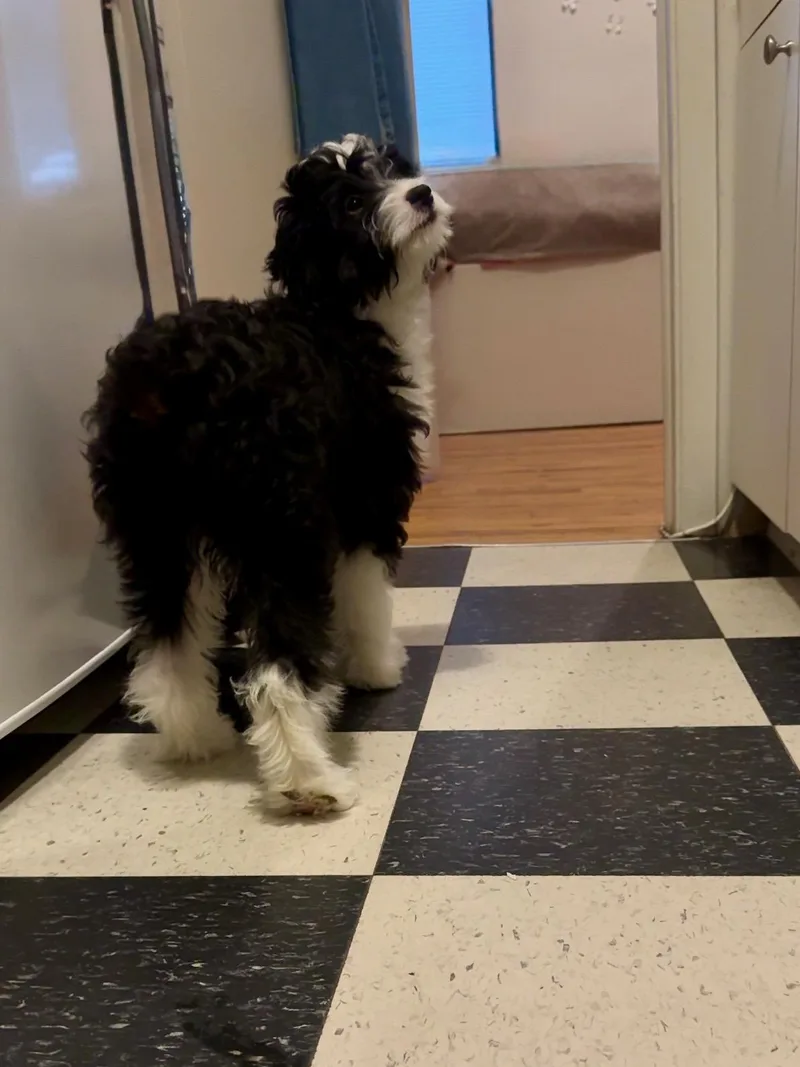 Baxter thumbnail 2