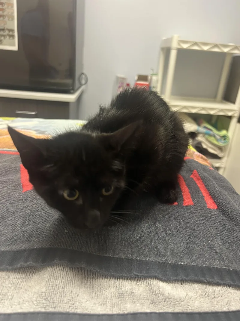 A baby small-sized female Domestic Medium Hair cat named Butter for adoption in Chico, CA