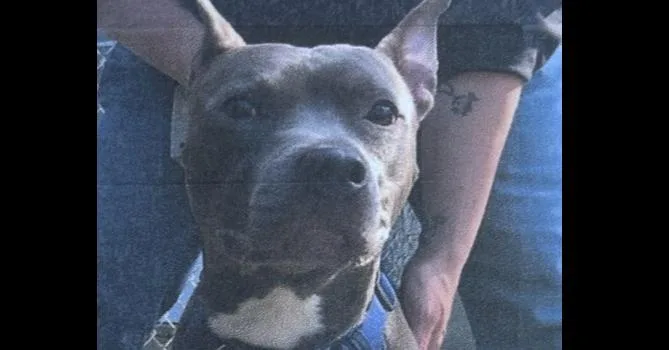 An adult large-sized male Pit Bull Terrier dog named Rabbit Freeport for adoption in Westbury, NY