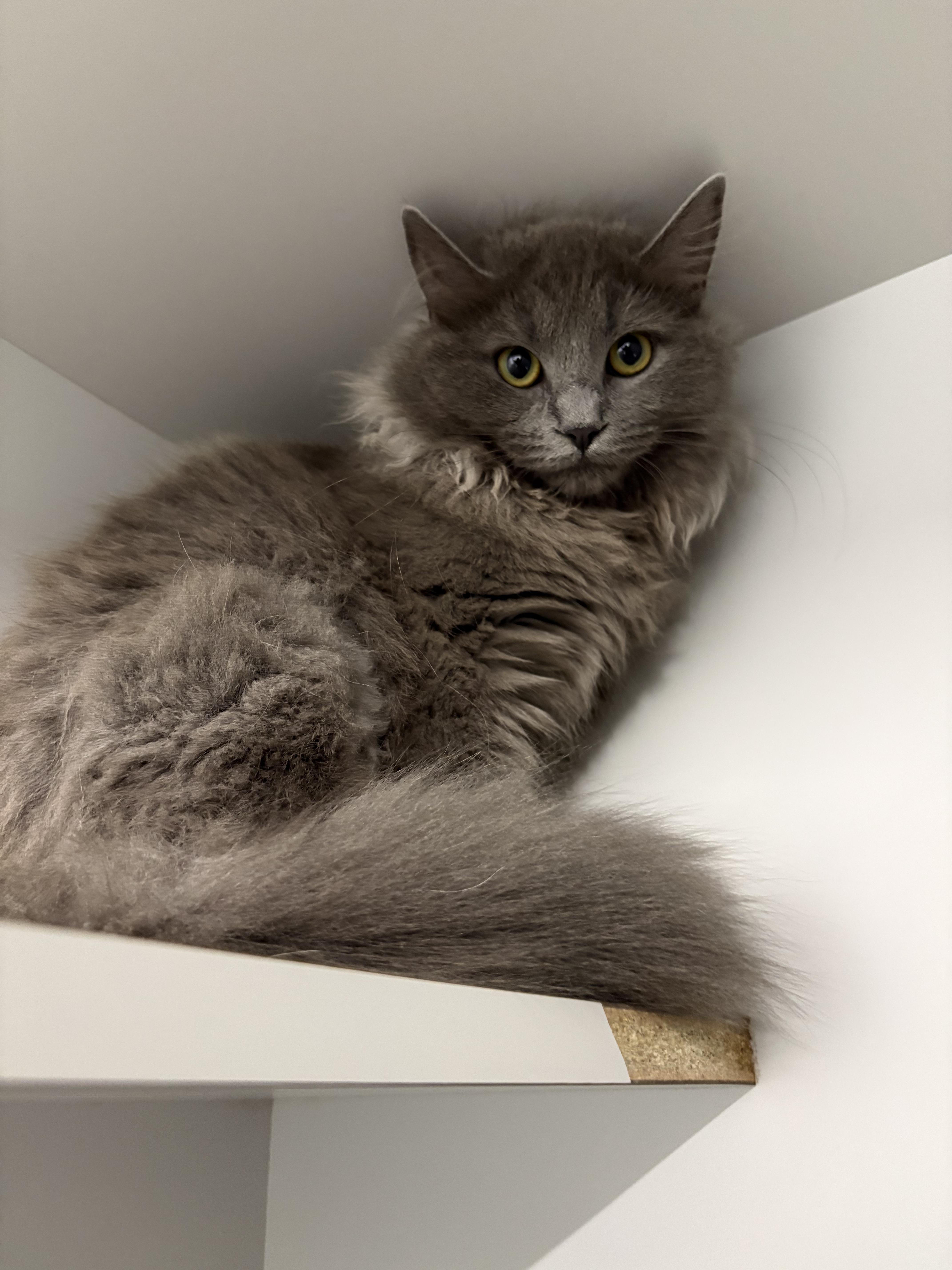 A baby medium-sized female Gray / Blue / Silver Domestic Long Hair cat named Annie for adoption in Kalamazoo, MI
