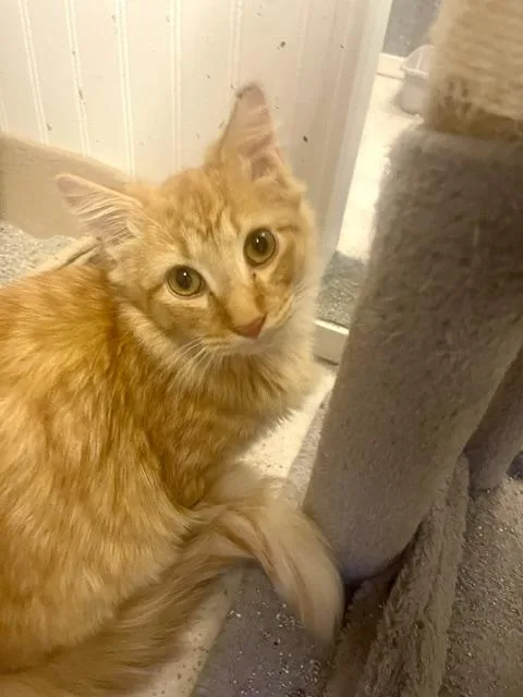 A young medium-sized male Orange / Red Domestic Long Hair cat named Leo for adoption in Gainesville, GA