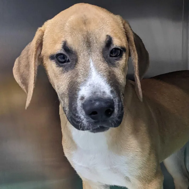 A young medium-sized male Yellow / Tan / Blond / Fawn Hound dog named Rusty for adoption in Calverton, NY