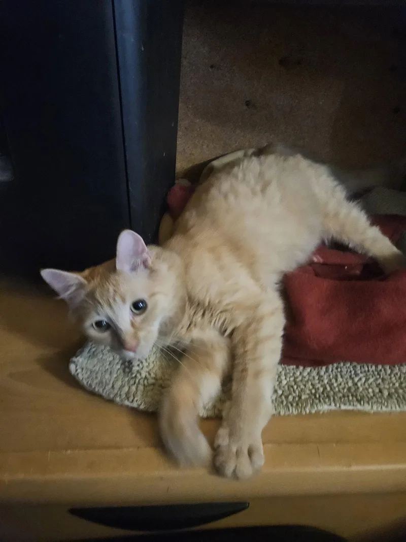 A young medium-sized male Orange & White Tabby cat named BRAD   Offered for adoption in Hillsboro, OR