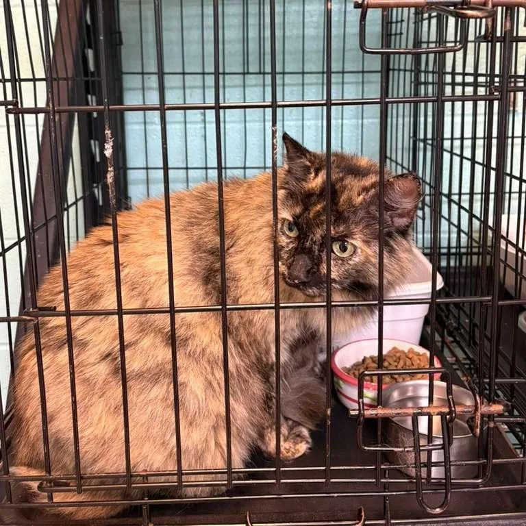 An adult medium-sized female Orange / Red Domestic Long Hair cat named Bessemer for adoption in Gadsden, AL